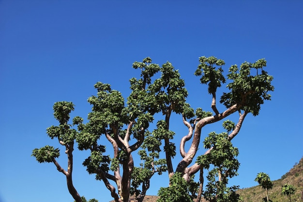 A árvore na ilha de Ayhaft Canyon Socotra Oceano Índico Iêmen