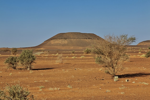 A árvore no deserto do Sudão