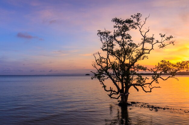 A árvore no mar na sunset.