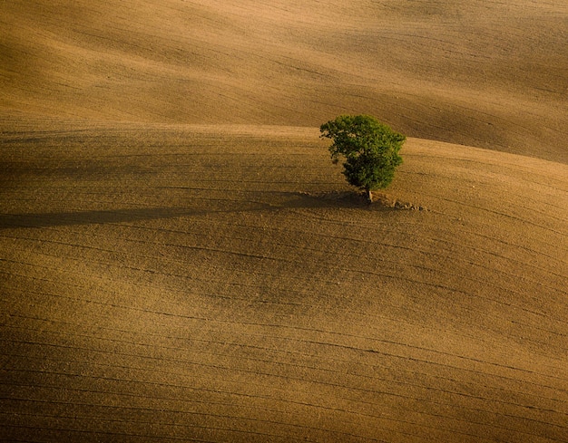 A árvore solitária