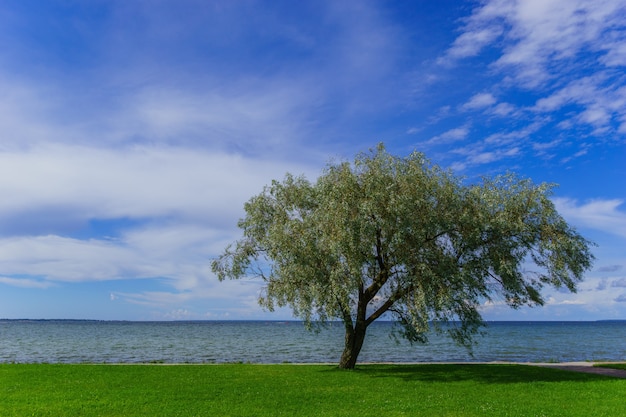 Foto a árvore verde perto do mar