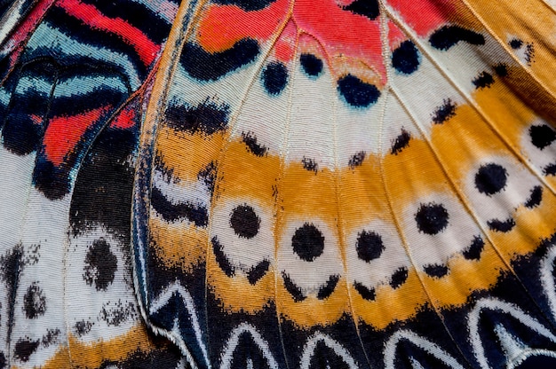 A asa de lacewing do leopardo, fundo da textura do detalhe da asa da borboleta