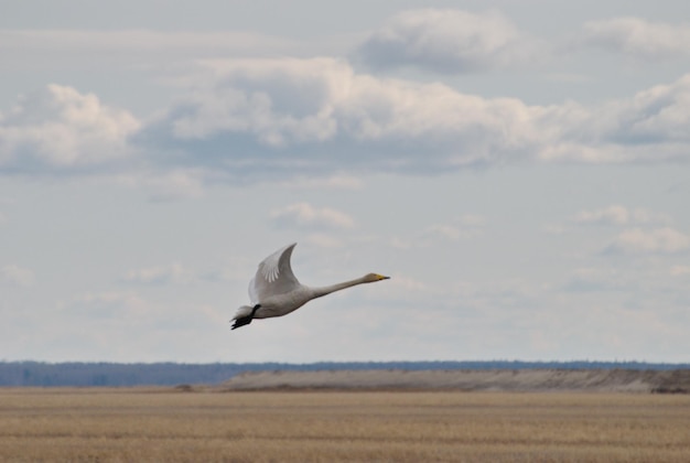 A ascensão do cisne bravo em uma manhã nublada. Sibéria Ocidental. Rússia