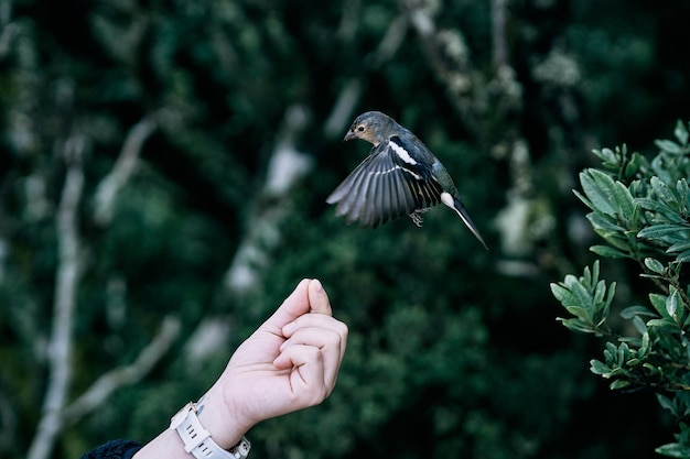 Foto a aterragem de pássaros à mão