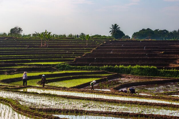 A atmosfera dos agricultores de manhã trabalhando nos campos de arroz