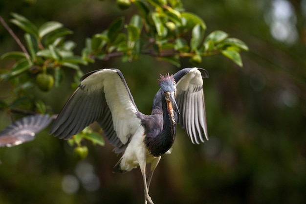 A ave tricolor adulta, a egretta tricolor, em uma árvore no refúgio nacional de Ding Darling