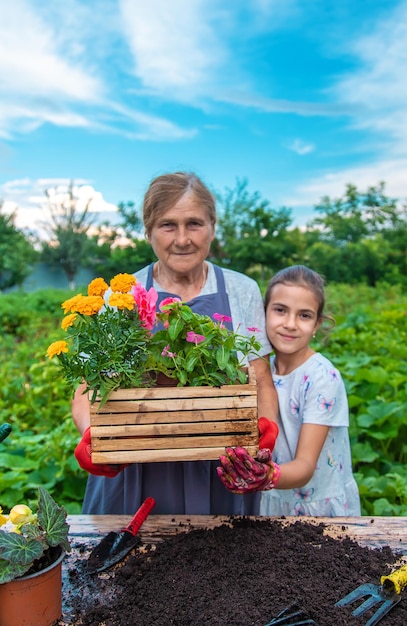 A avó e a neta das mulheres estão plantando flores no jardim Foco seletivo