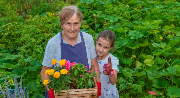 A avó e a neta das mulheres estão plantando flores no jardim Foco seletivo