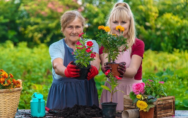 A avó e a neta das mulheres estão plantando flores no jardim Foco seletivo