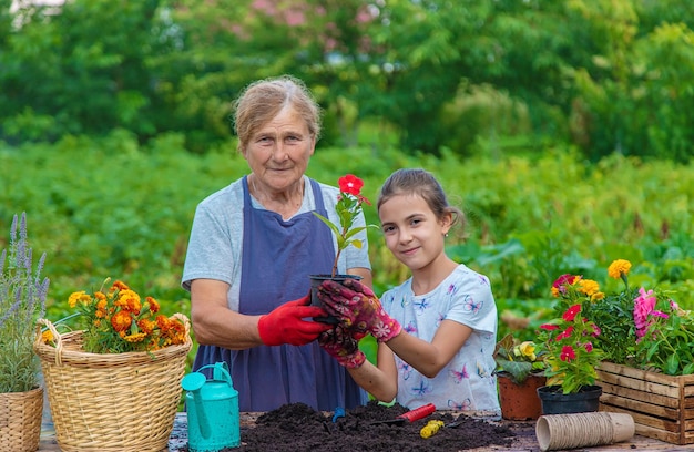 A avó e a neta das mulheres estão plantando flores no jardim Foco seletivo