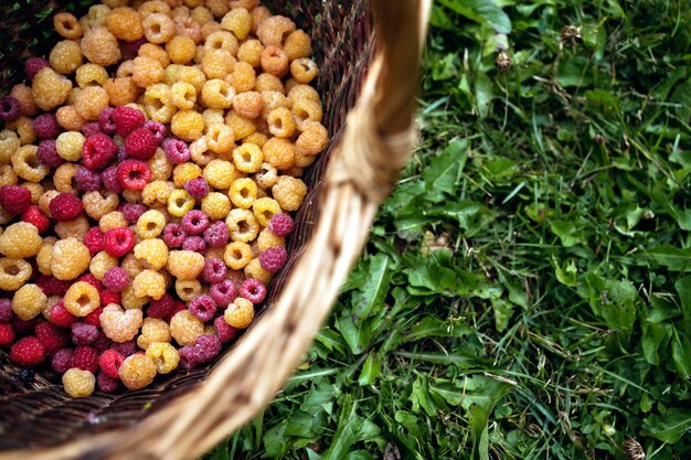 A baga da framboesa é muito no jardim