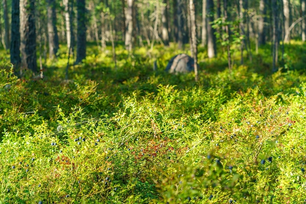 A baga selvagem azul cresce na floresta Fundo natural verde