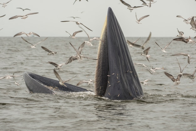 A baleia de Bryde, a baleia de Eden, Comendo peixes no Golfo da Tailândia.