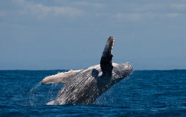 Foto a baleia jubarte está pulando da água