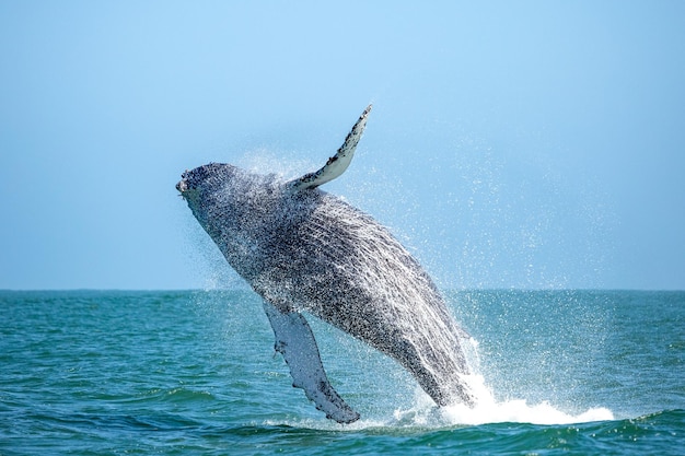 A baleia salta da água Walvis Bay Namíbia África