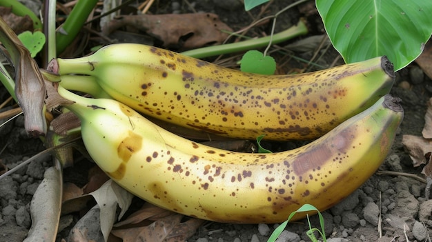 Foto a banana continua a crescer e a amadurecer, com a pele gradualmente mudando de verde para amarelo pálido