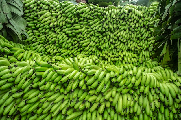 A banana verde é cortada do campo