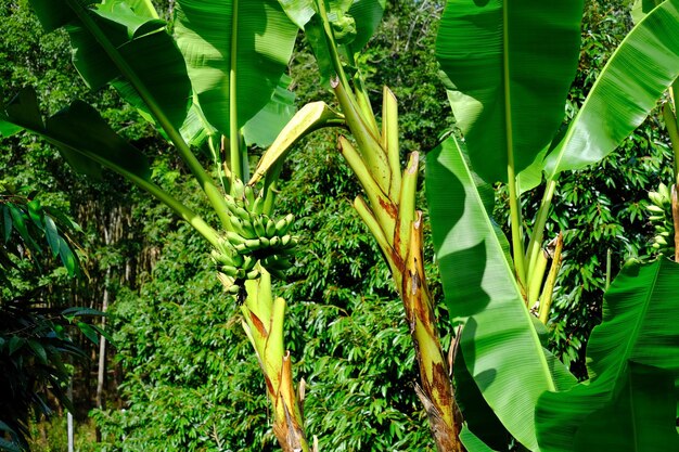 A bananeira dá frutos no jardim