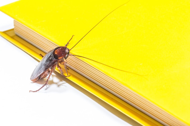 A Barata e Livro Amarelo