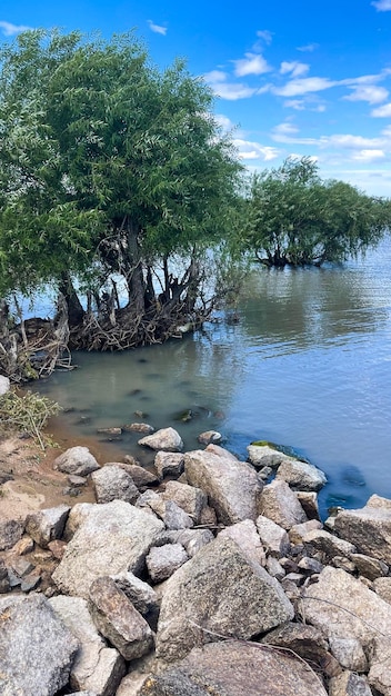 à beira do lago, água alta, árvore inundada