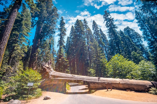 A bela árvore de túnel chamada Tunnel Log no Parque Nacional de Sequoia, Califórnia. Estados Unidos