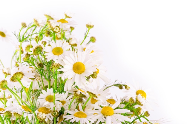 A bela e delicada flor de camomila em branco