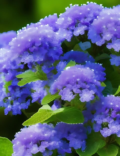 Foto a bela flor ageratum houstonianum floss neste mundo