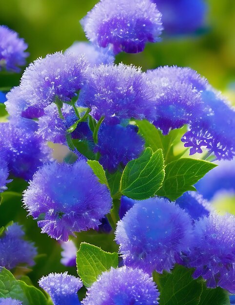 A bela flor Ageratum houstonianum Floss neste mundo