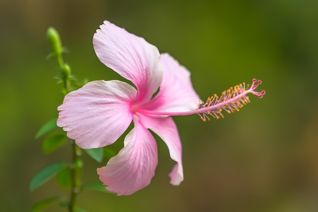 A bela flor com fundo verde