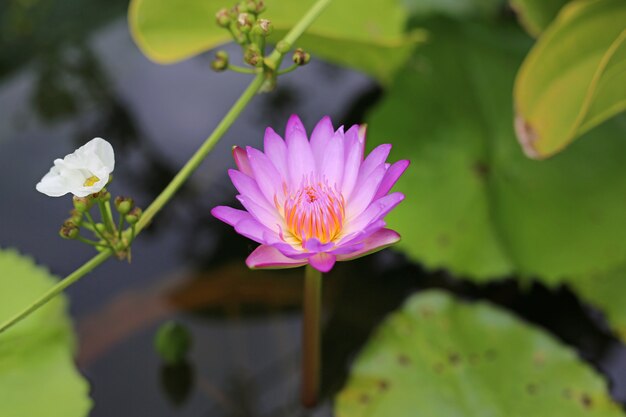 A bela flor de lótus rosa desabrocham