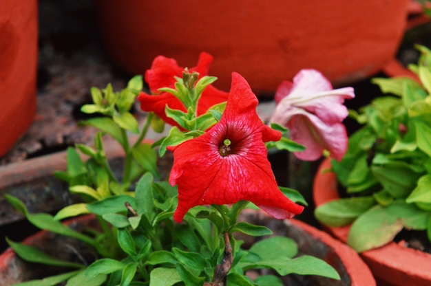 A bela flor vermelha com folha verde