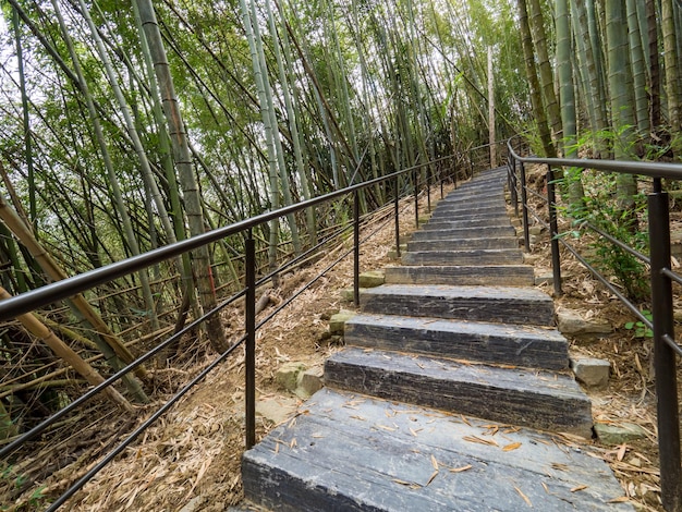 A bela floresta de bambu em chiayi Taiwan