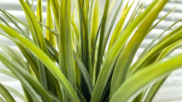 A bela macro de planta de flor de apartamento decíduo