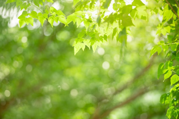 A bela natureza vê a folha verde sobre o fundo desfocado da vegetação sob a luz do sol com boque