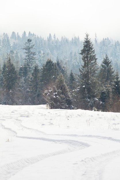 A bela paisagem de inverno nas montanhas cobertas de neve e um bosque de pinheiros nas proximidades