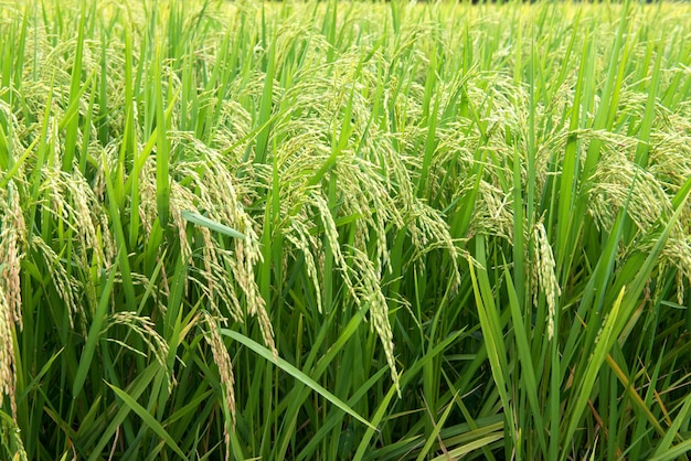 A bela paisagem dos campos de arroz na Tailândia