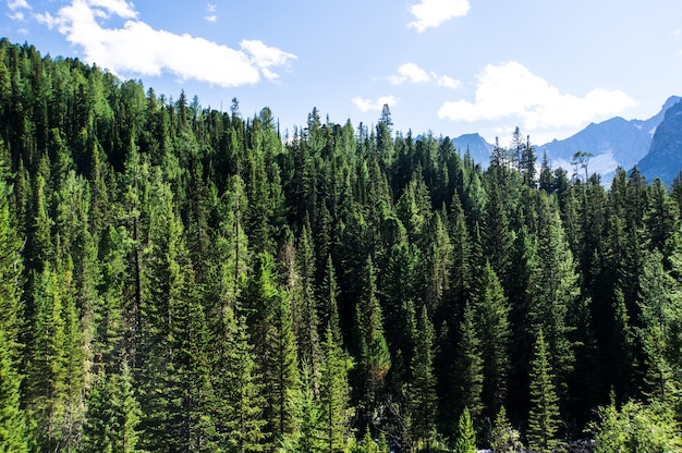 A bela paisagem montanhosa. Abetos verdes no fundo das altas montanhas de Altai. Taiga siberiana selvagem