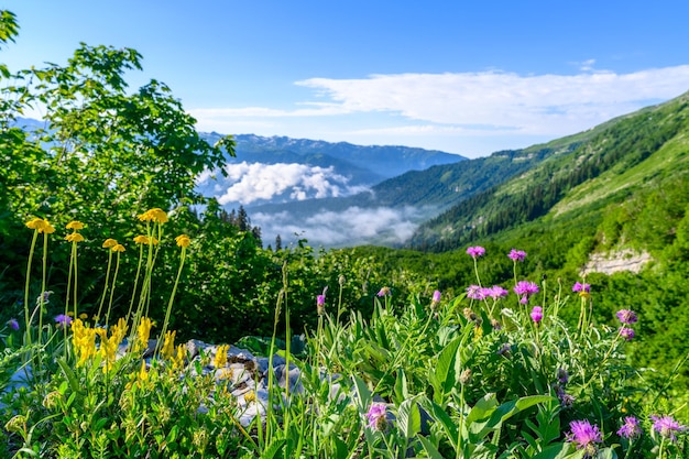 A bela paisagem nas montanhas tropicais