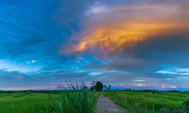 A bela paisagem natural da Indonésia cenário de fundo na indústria de cultivo de arroz