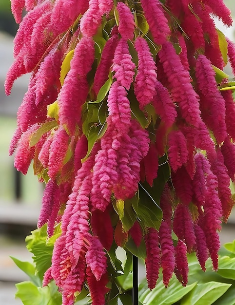 A Bela Pena do Príncipe Amaranthus neste mundo