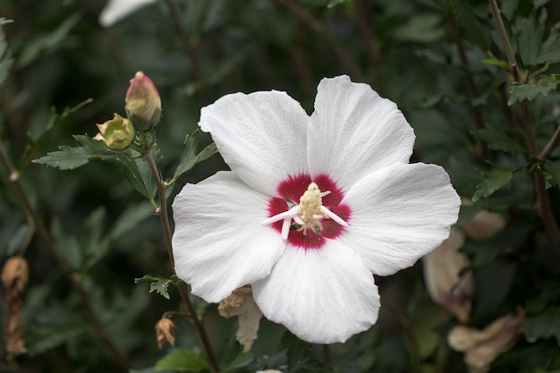 A bela rosa de sharon