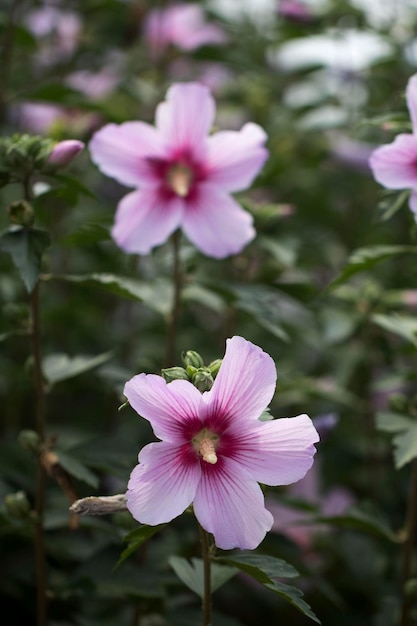 A bela rosa de Sharon