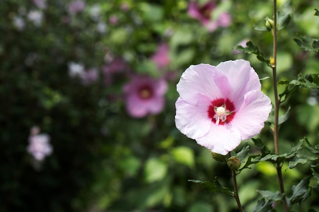 A bela rosa de Sharon