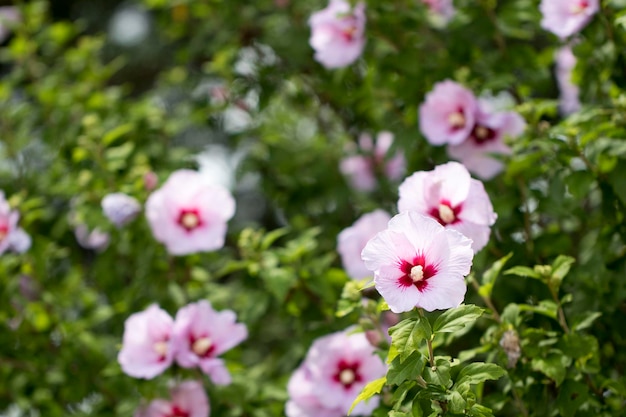 A bela rosa de Sharon