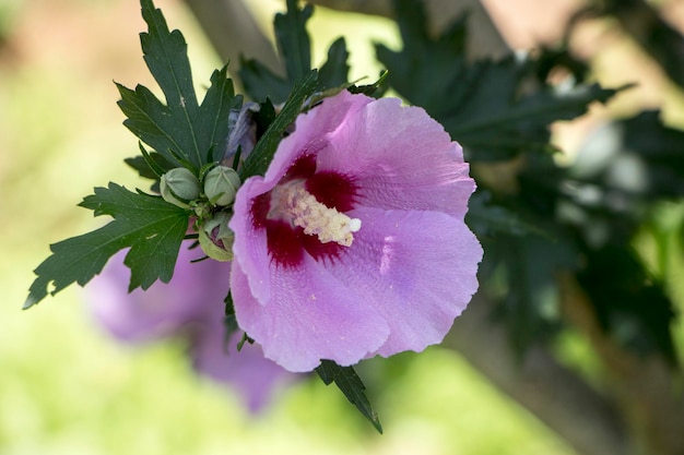 A bela rosa de Sharon