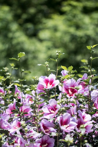 A bela rosa de Sharon