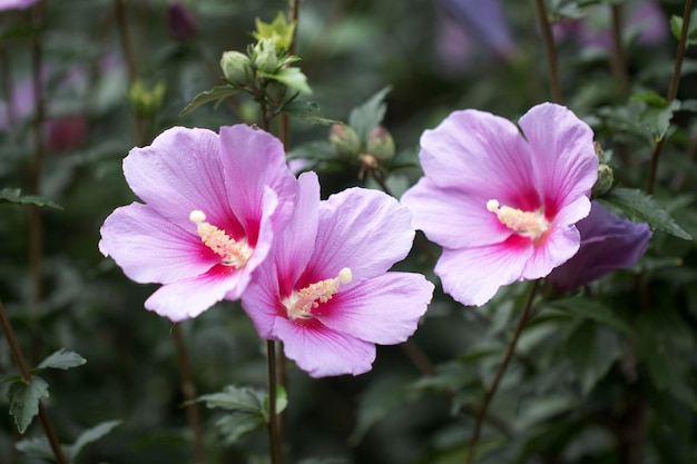 A bela rosa de Sharon