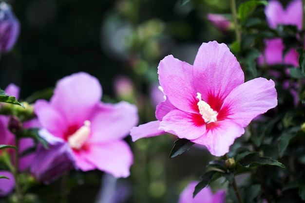 A bela rosa de sharon