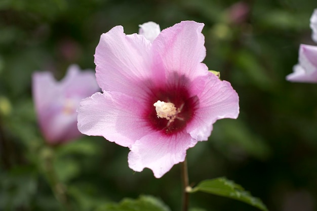 A bela rosa de Sharon