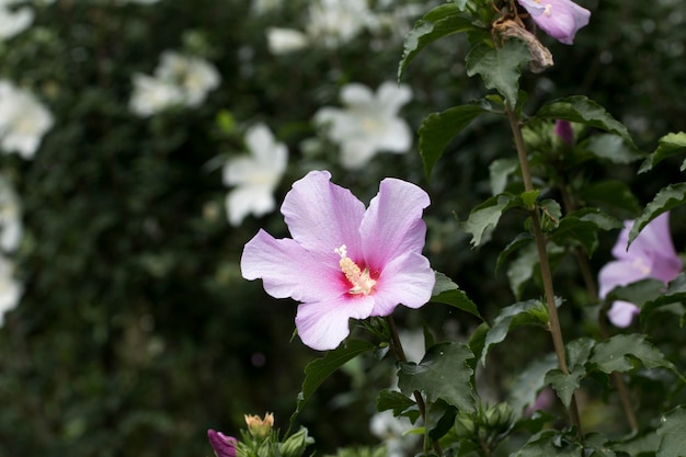 A bela rosa de Sharon